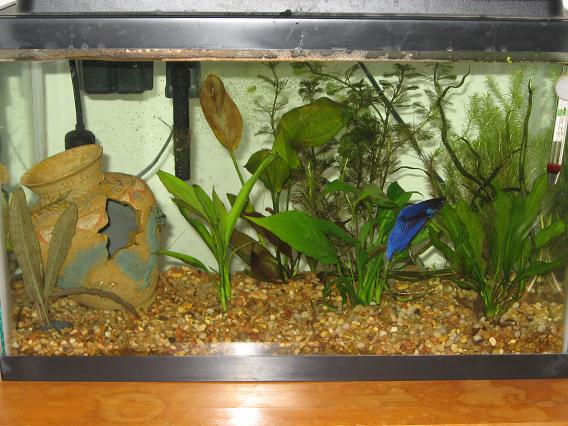 Bettas 10 gallon right after I planted it