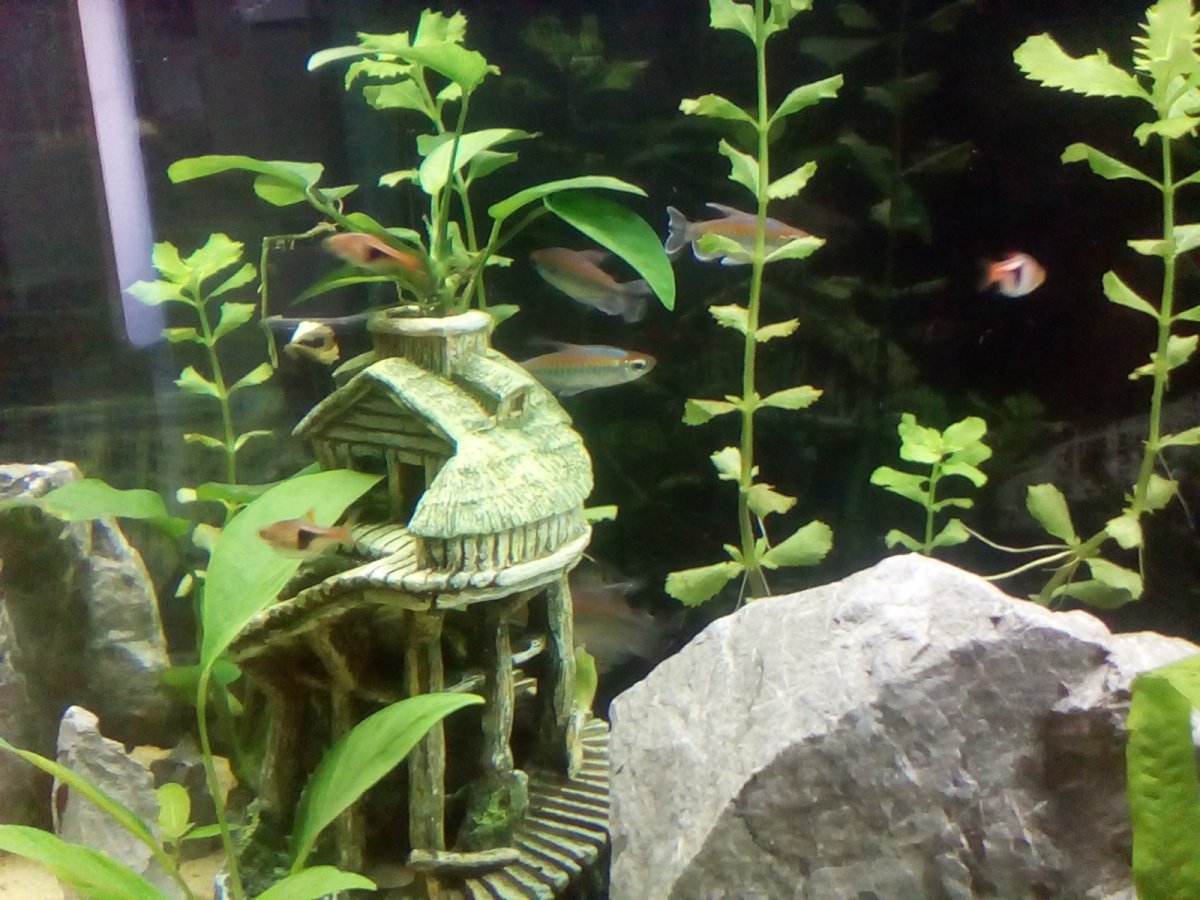 Big eyed Congo Tetra chasing each other around the tank.
