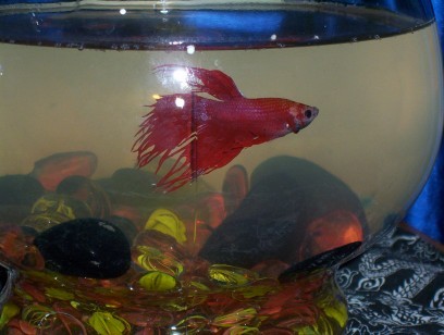 Big Red, crowntail