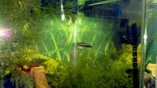 Black Neon Tetra--only survivor of being a noob. He's getting his reward in a school and a move to the 55 gallon.