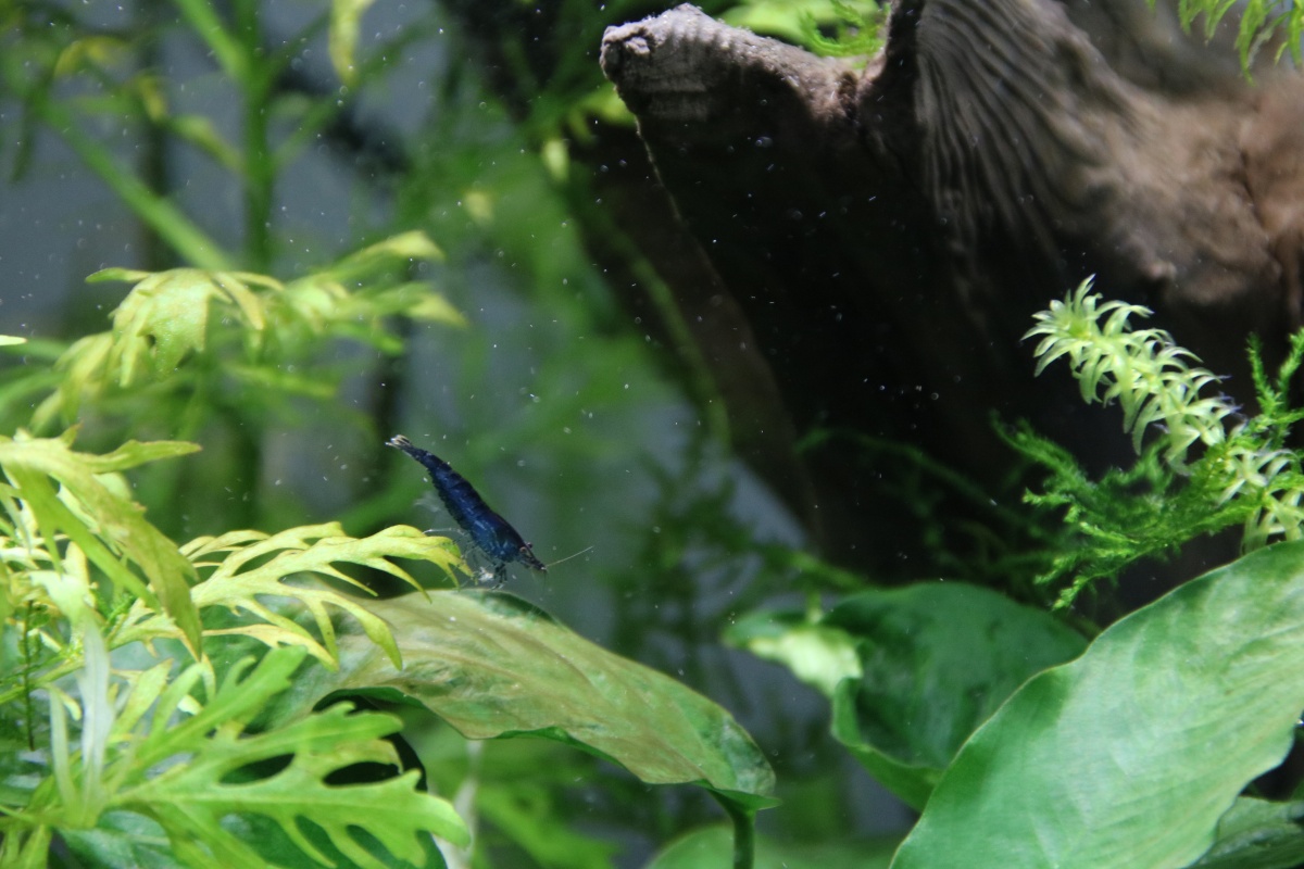 Blue shrimp just added to my 20 gallon