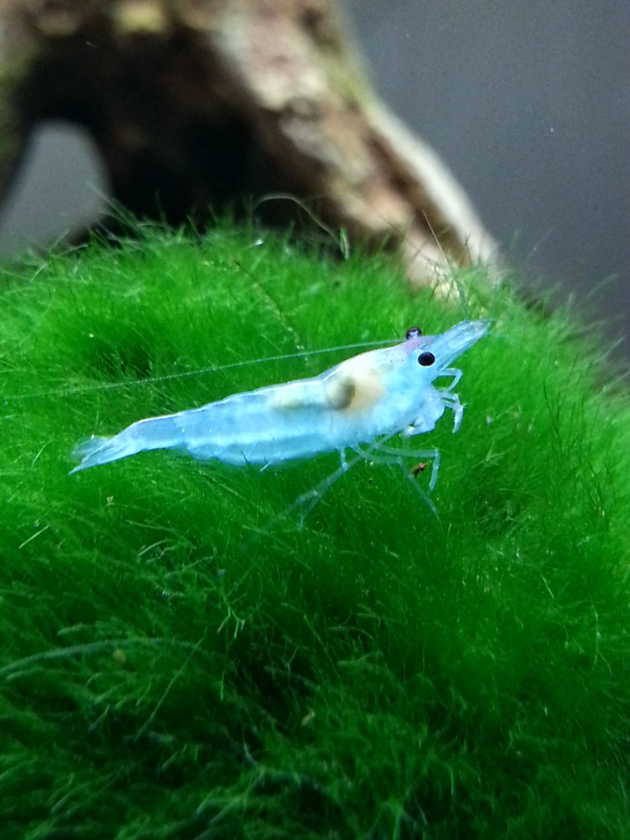 Blue Velvet Shrimp