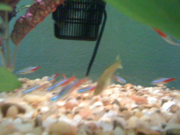 Blury pic of neons and guppy