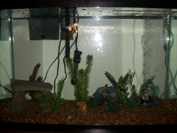 Broad Pic 2: and a second bigger picture of the tank...sheesh I need to hide that air hose