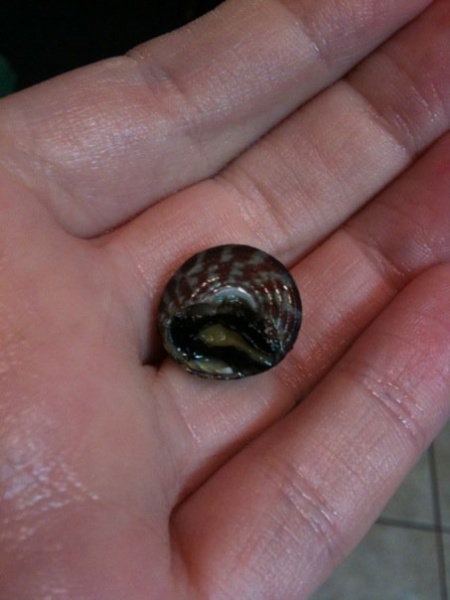 buschi snail