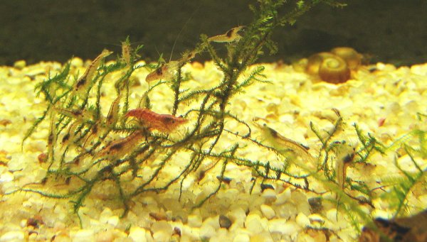 busily cleaning the algae off a piece of Java moss.