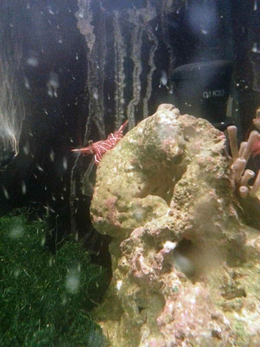 Camel Shrimp male babies floating in tank