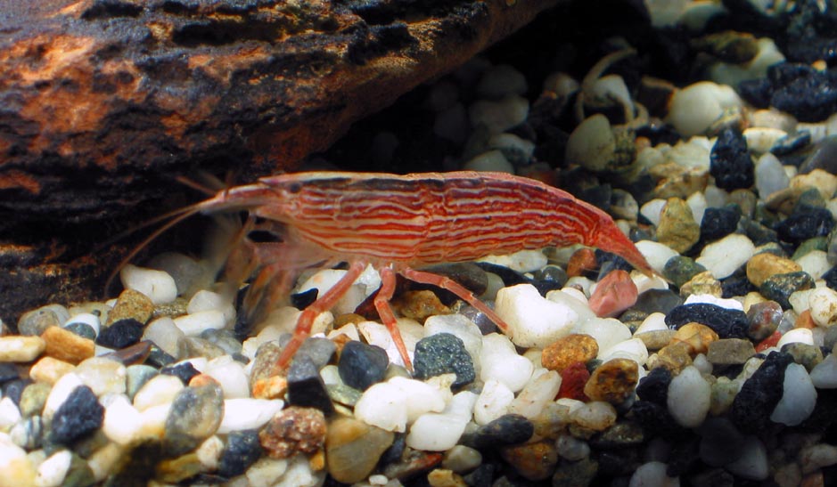 can anyone ID this shrimp?  I forgot what it's called.