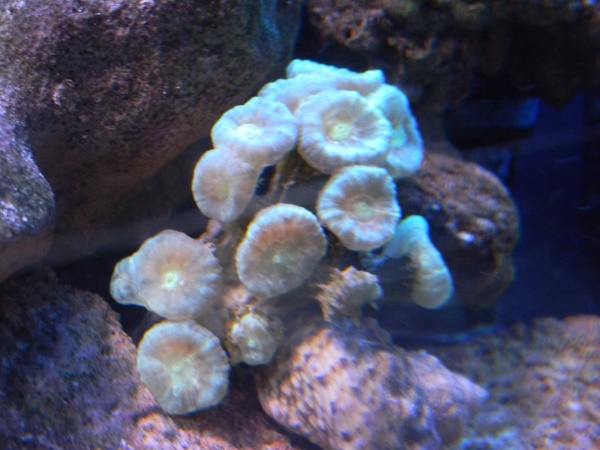 Candy cane Coral