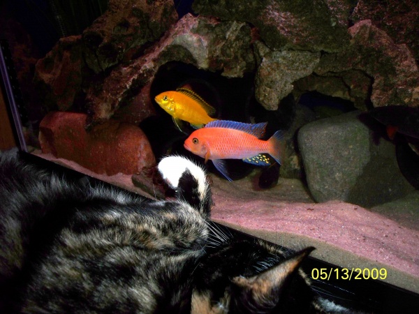 Cat VS Fish! My Red Zebra always attacks, postures and charges my cat when she lays in front of the tank!
