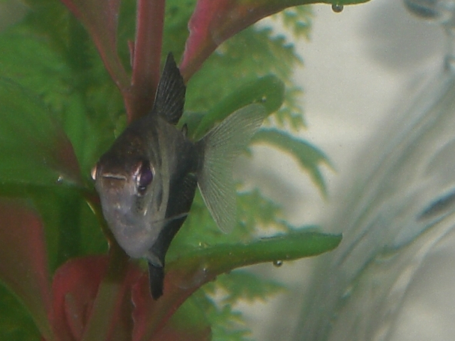 caught this guy with the new camera. one of the smallest fish in the tank!(black widow(skirt) tetra)