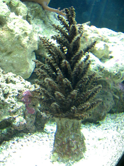 christmas tree coral   full view med