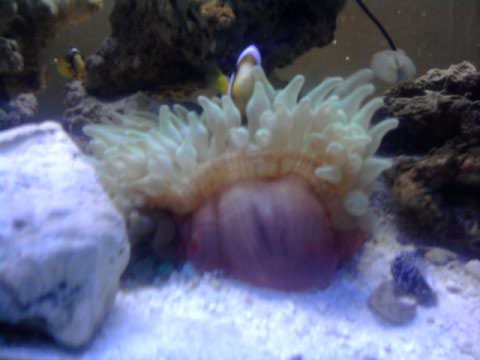 Clarkii & 1st. Anenome before he passed away.