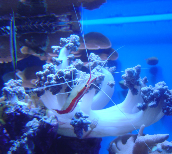 cleaner shrimp at point defiance aquarium