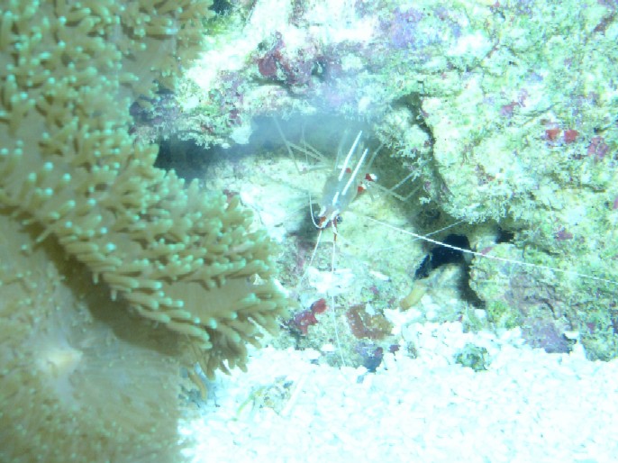Cleaner shrimp in 7 gallon mini-reef