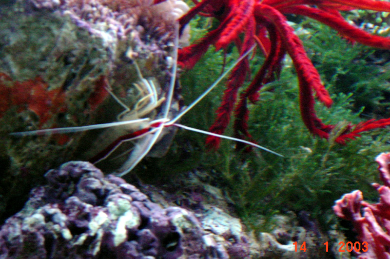 cleaner shrimp / red featherstar