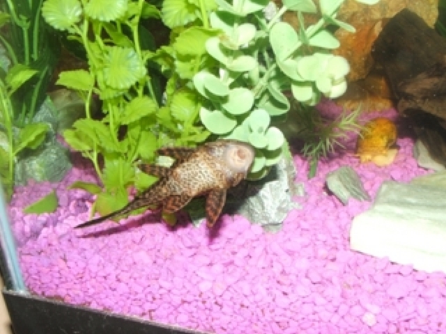 Cliff (Mr. Sailfin Gibbiceps) doing what he does best.