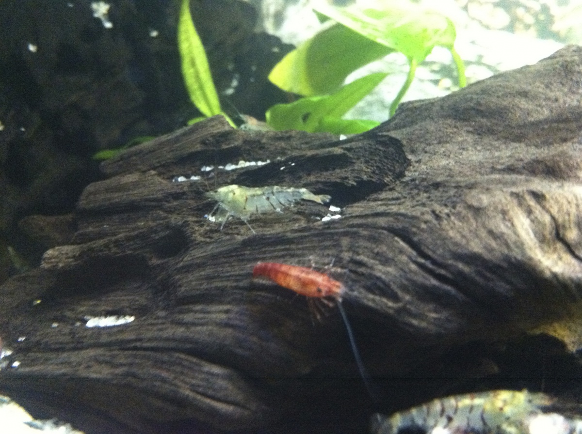 Close up of a Tiger and Red Cherry Shrimp.