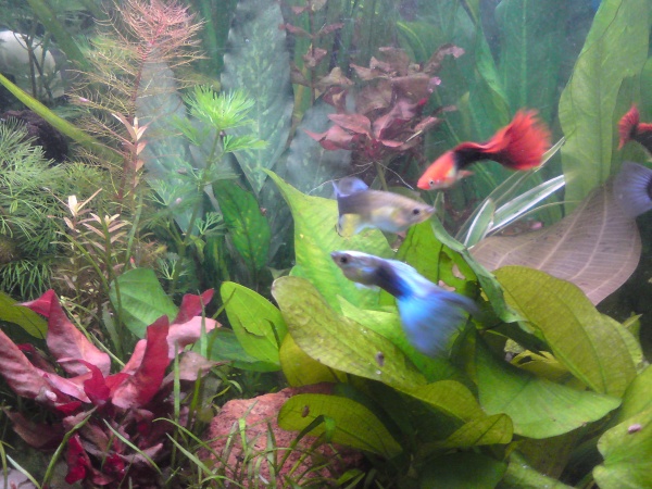 Close up shot of some plants and fish... i like this shot!!!!