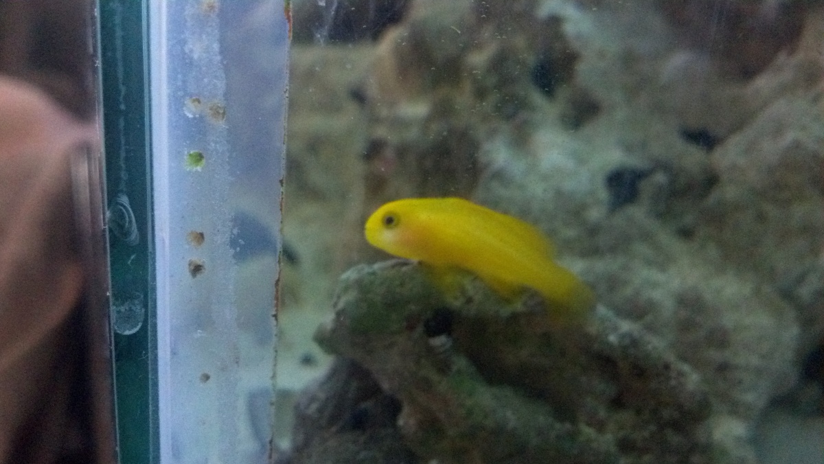 Clown Goby, about doubled in size since I got him 9/7/14