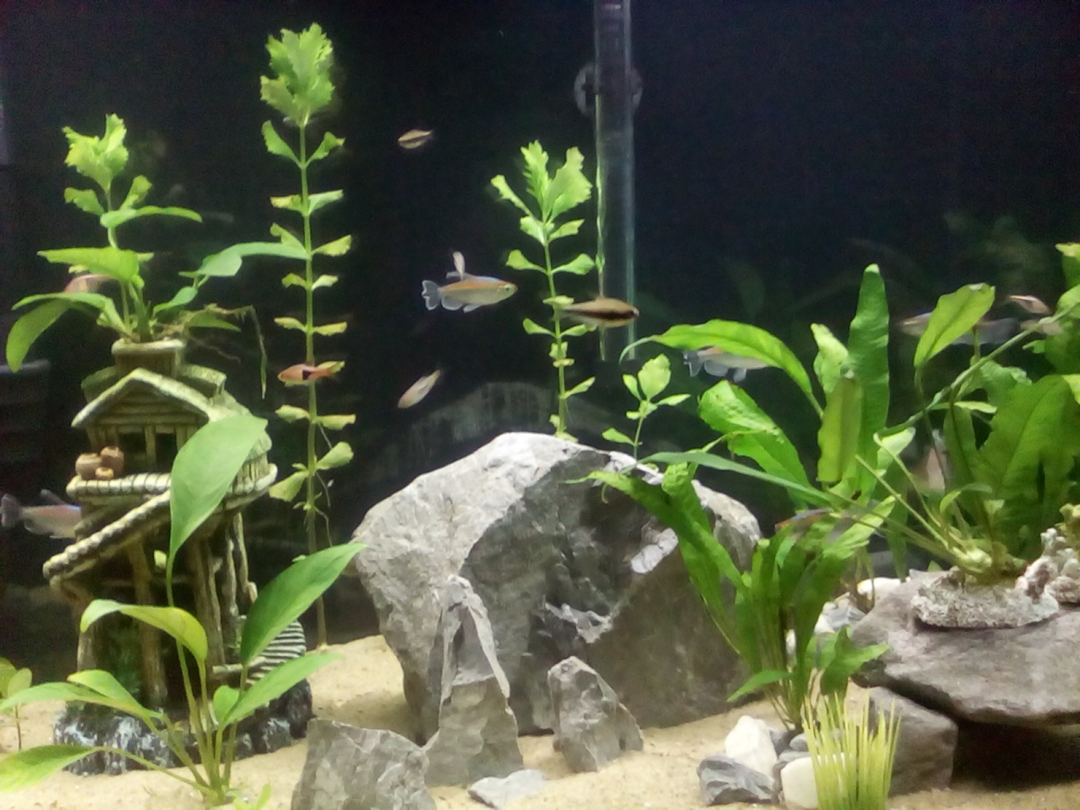 Congo Tetra and new Water Wisteria