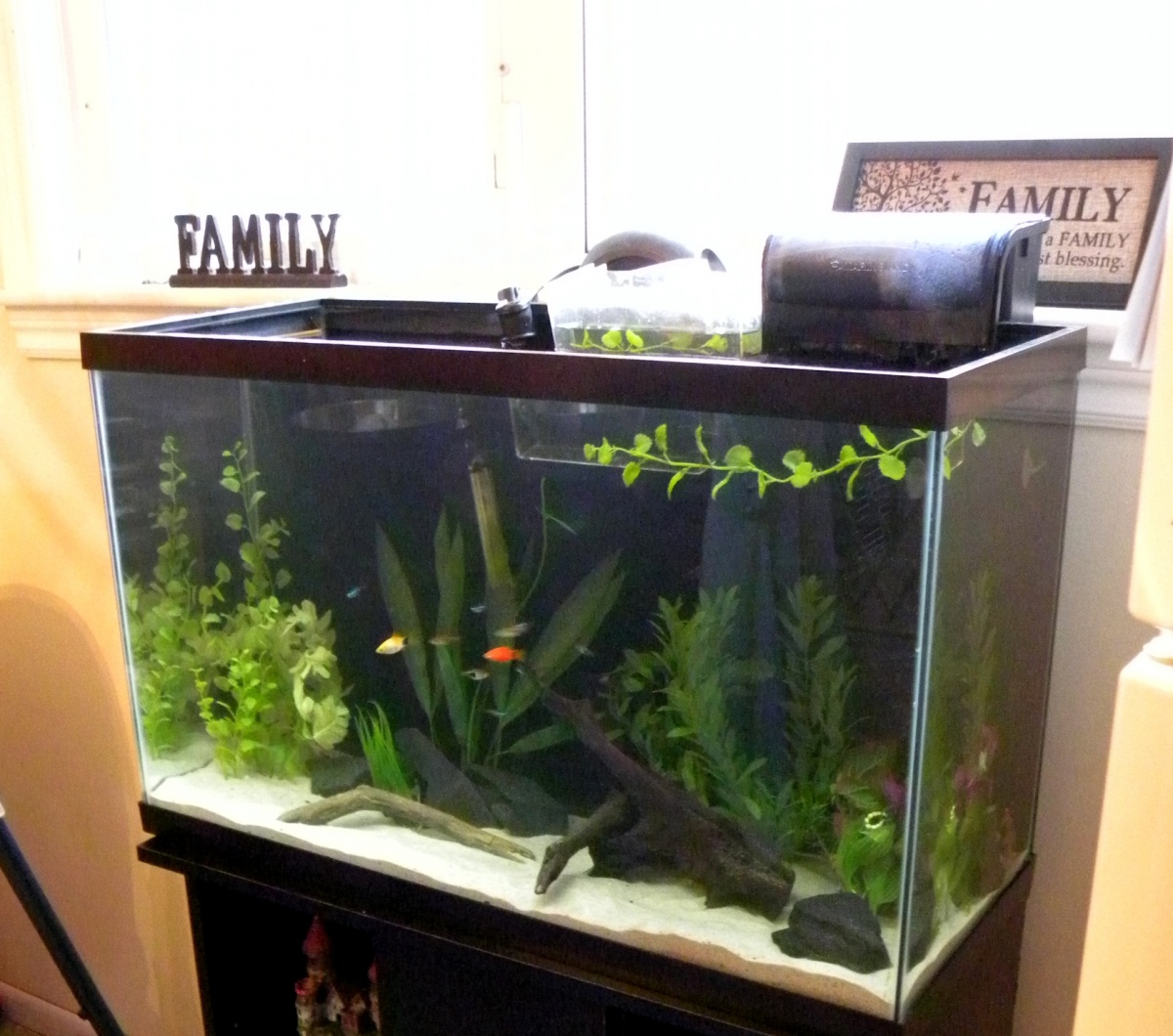 Couple hours after filling and adding the fish. It currently just has all of the fish from my 20 until I get around to moving/cleaning and setting the