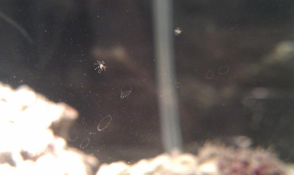 Critters are clinging on to walls - what are they?
nano marine new set up - only rock in place at present.