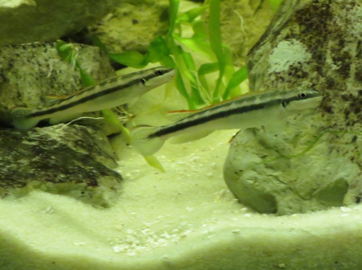 cross river goby