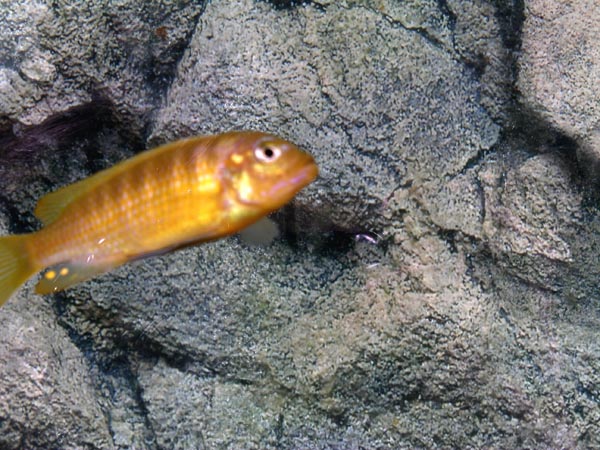 Cynotilapia axelrodi (gold ps. kingseizi)