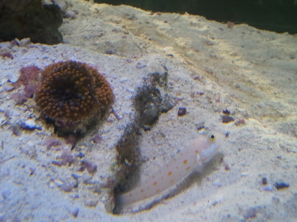 daimond goby