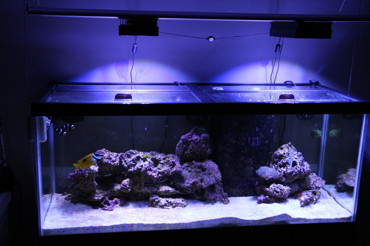 Dec 2012 75 Gallon - started July 2012