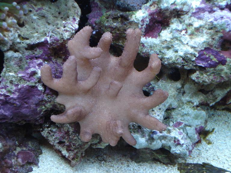 Devil's Hand Coral