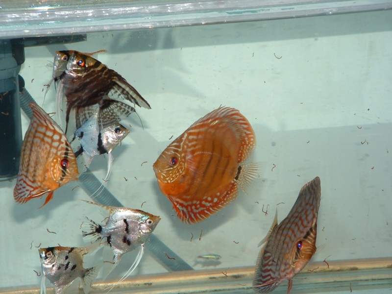 Discus and Angels in a bare bottom tank.