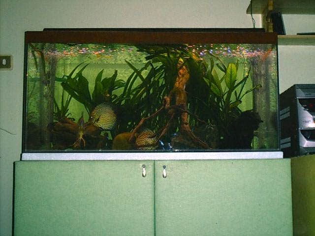 Discus fish aquarium.
