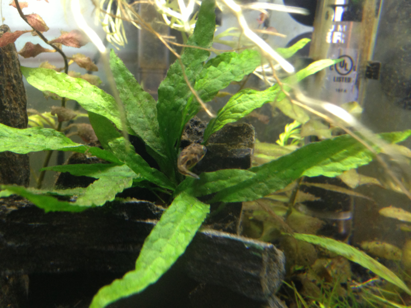 DP in the center of the java fern.