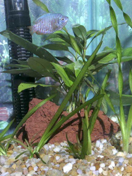dwarf gourami out for some java fern
