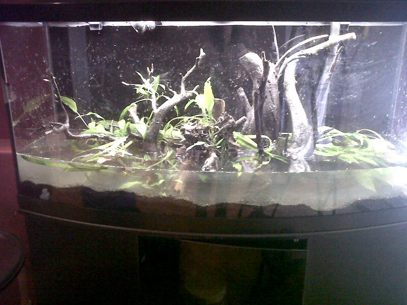 Eel grass, Chain Swords, Small Swords, Brown Crypts, Java Fern and Moss, just the beginning!