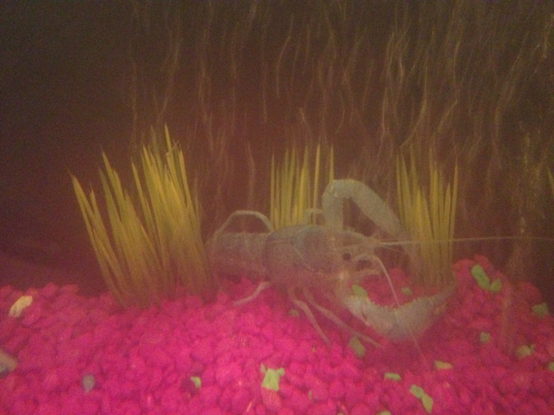 Electric Blue Crawfish - 10 gallons