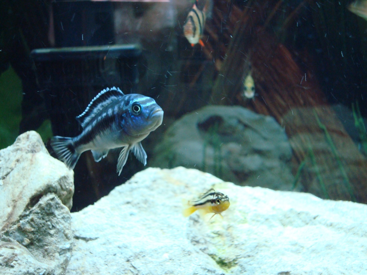 Electric blue johanni  and a yellow auratus  (did have)