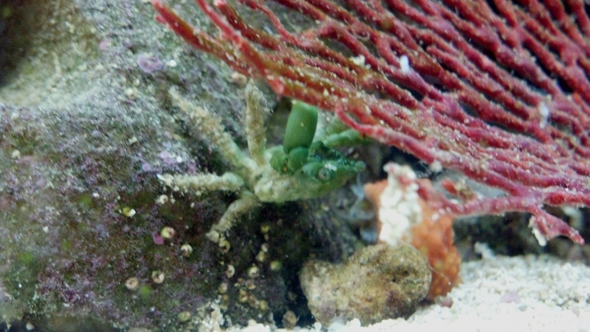 Emerald Crab Feeding