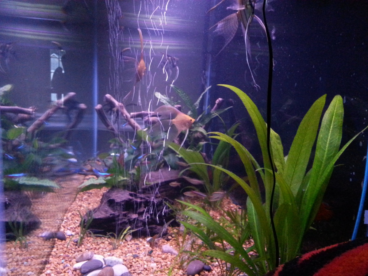 End shot of the tank