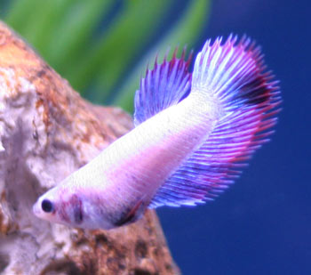 Female Crowntail Betta from Ebay