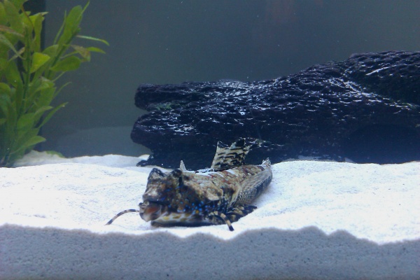 Fingered Blenny $30...not bad.  Hes cool lookin