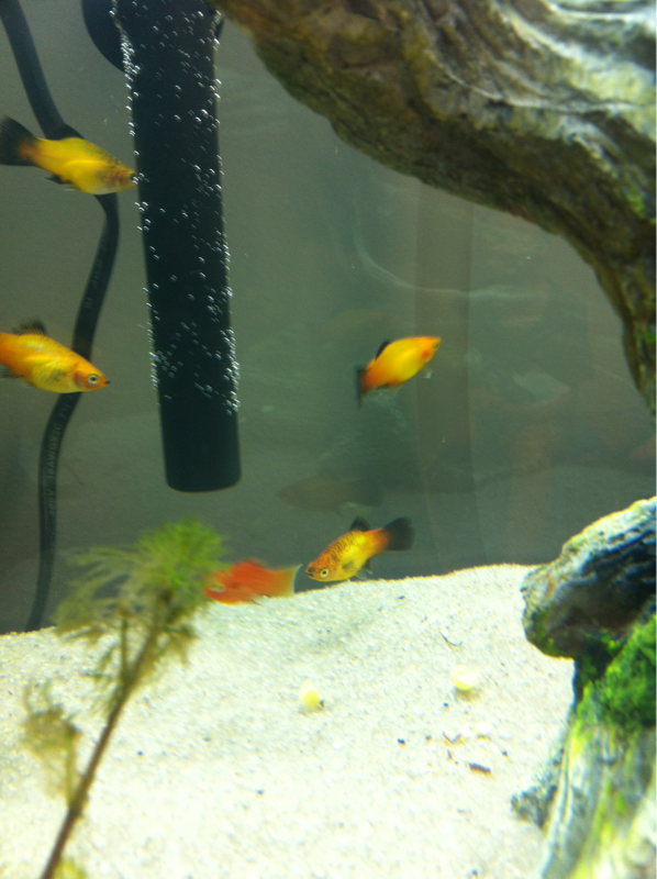 Fire and Sunset platys