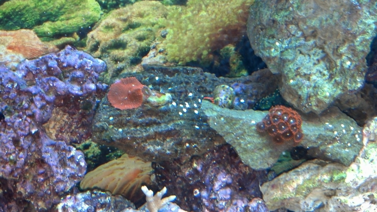 Fire&Ice Zoas and Red mushroom