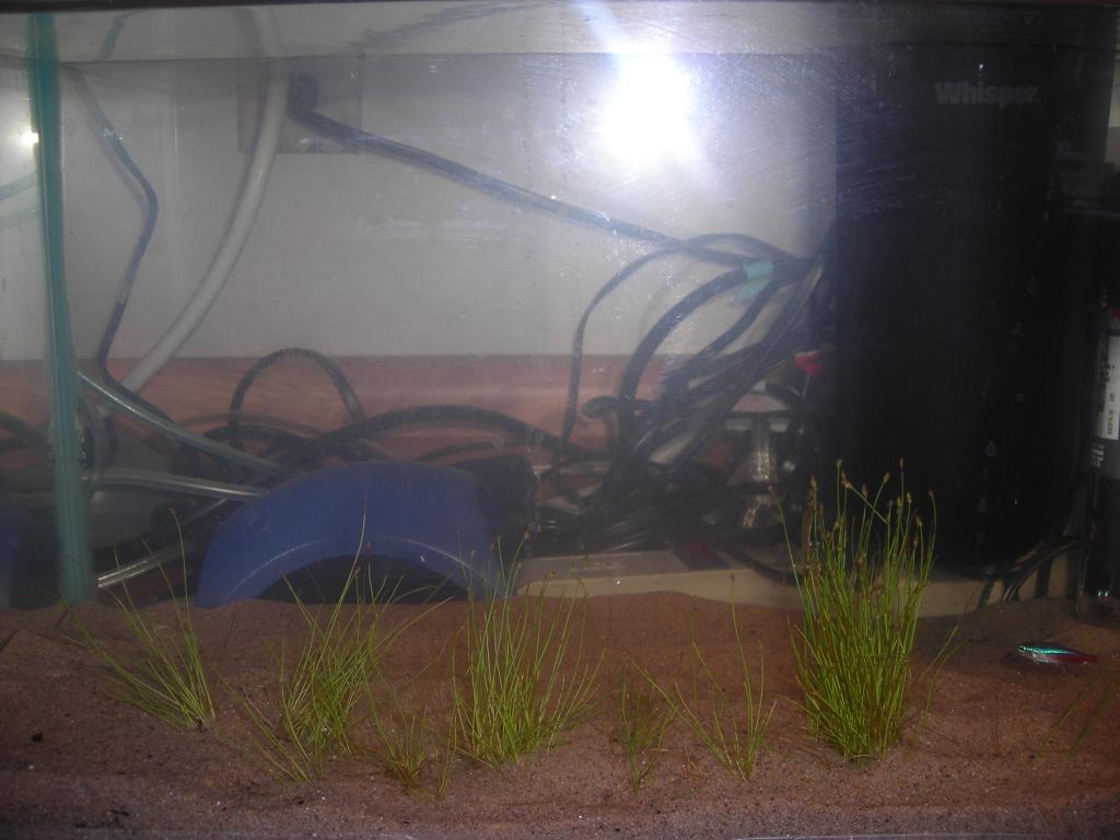 First planted aquarium ever.  Taking on June 06, 2008.