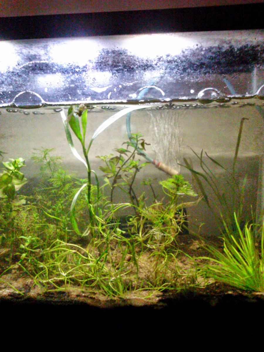 First planted aquarium using organic soil and play sand. Plants are: Bacopa, Hygro, Pennywort, and one Val.