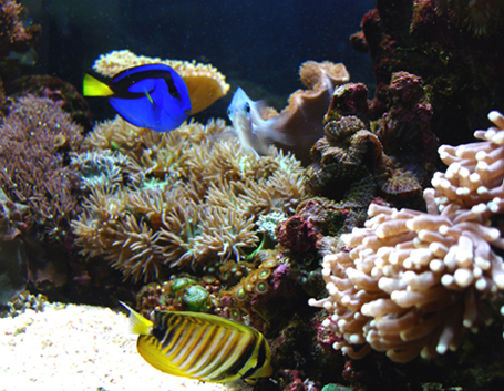 fish & reef system