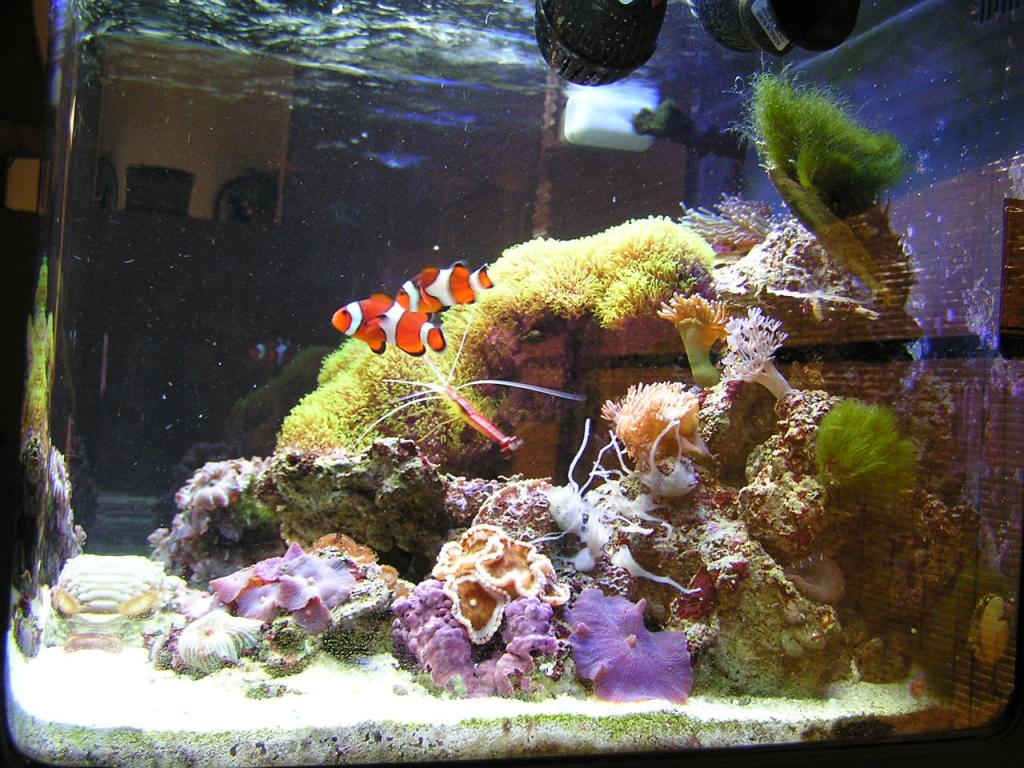 fish tank 004