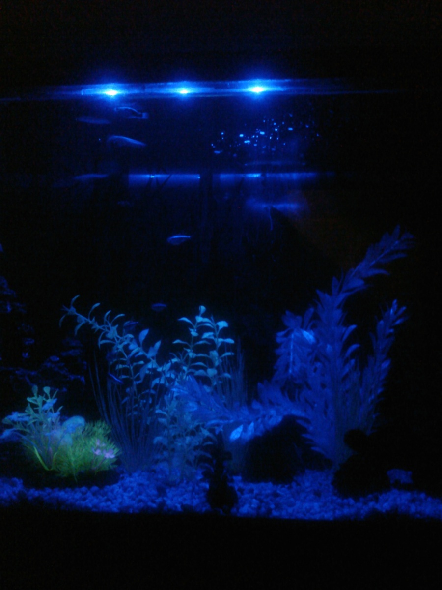 Fish tank at night in blue light